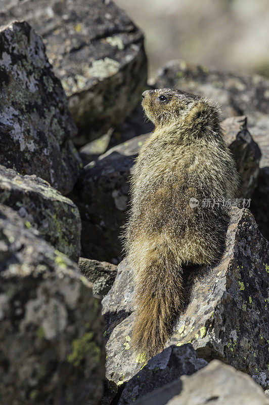 胆小的土拨鼠;Marmota flaviventris;在怀俄明州的黄石国家公园。